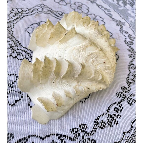 Vintage Small Clam Shell Beach Cottage Decor 6.5x5 - Picture 6 of 8